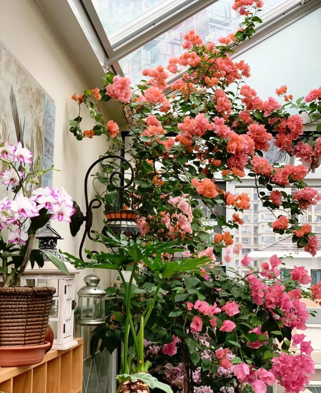 90后将天台改造成空中花园,90后姑娘回家改造楼顶花园