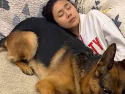 养马犬好还是养德国牧羊犬好,德国牧羊犬可以在城市养吗