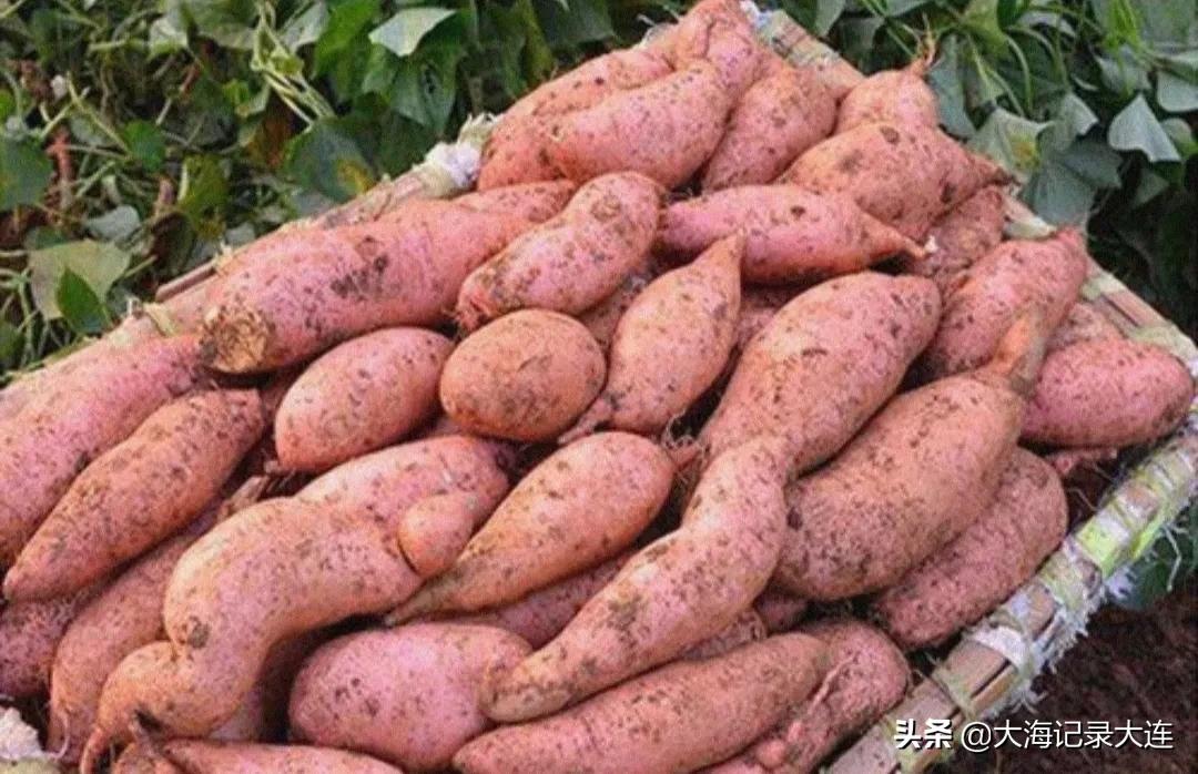 辽宁瓦房店老品种干瓤地瓜图片,瓦房店地瓜苗基地在什么位置