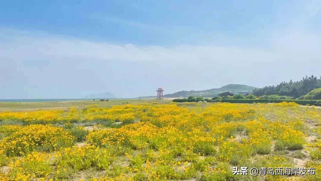 青岛森林野生动物世界等新区四家4*级A**景区免门票！（附假期游玩全攻略）