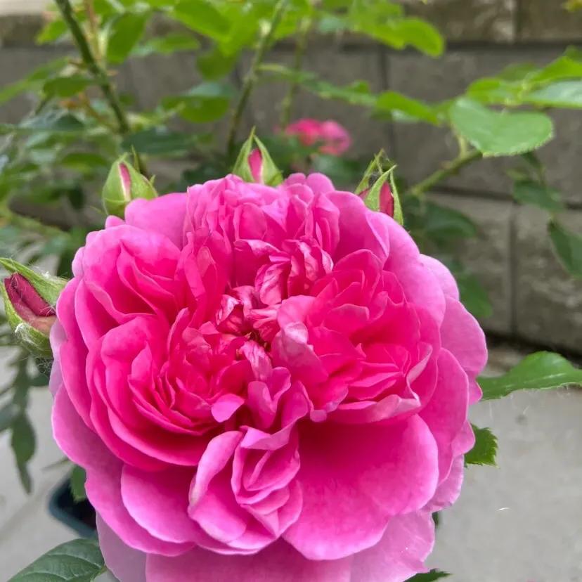 月季安妮公主怎么养,美人丽芙法式优雅月季