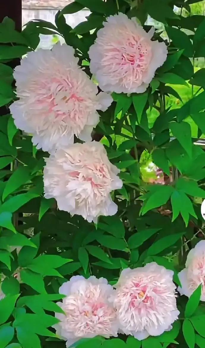 银丝贯顶牡丹只有一棵吗,珍贵牡丹花银丝贯顶