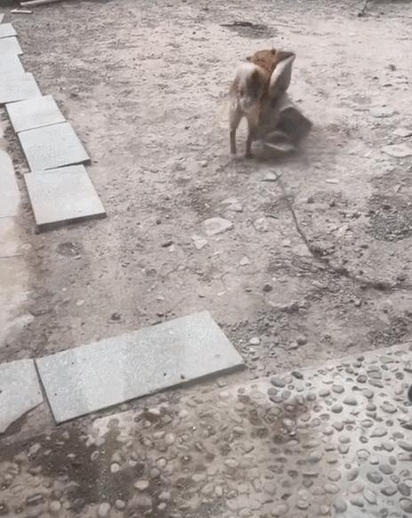 柴犬笑死,笑死人的柴犬视频