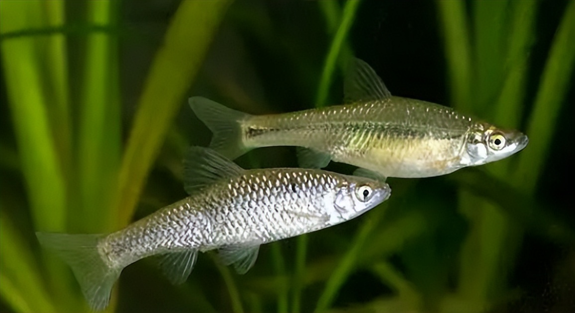 麦穗鱼养殖方法与养殖技巧,麦穗鱼如何规模化繁殖