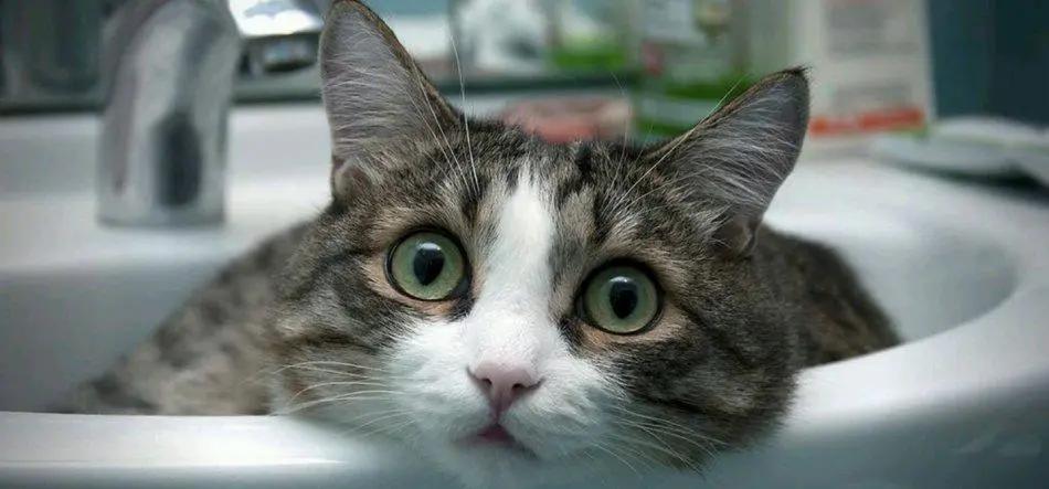 猫咪肉垫干裂出血怎么办,猫咪肉垫干裂严重涂什么