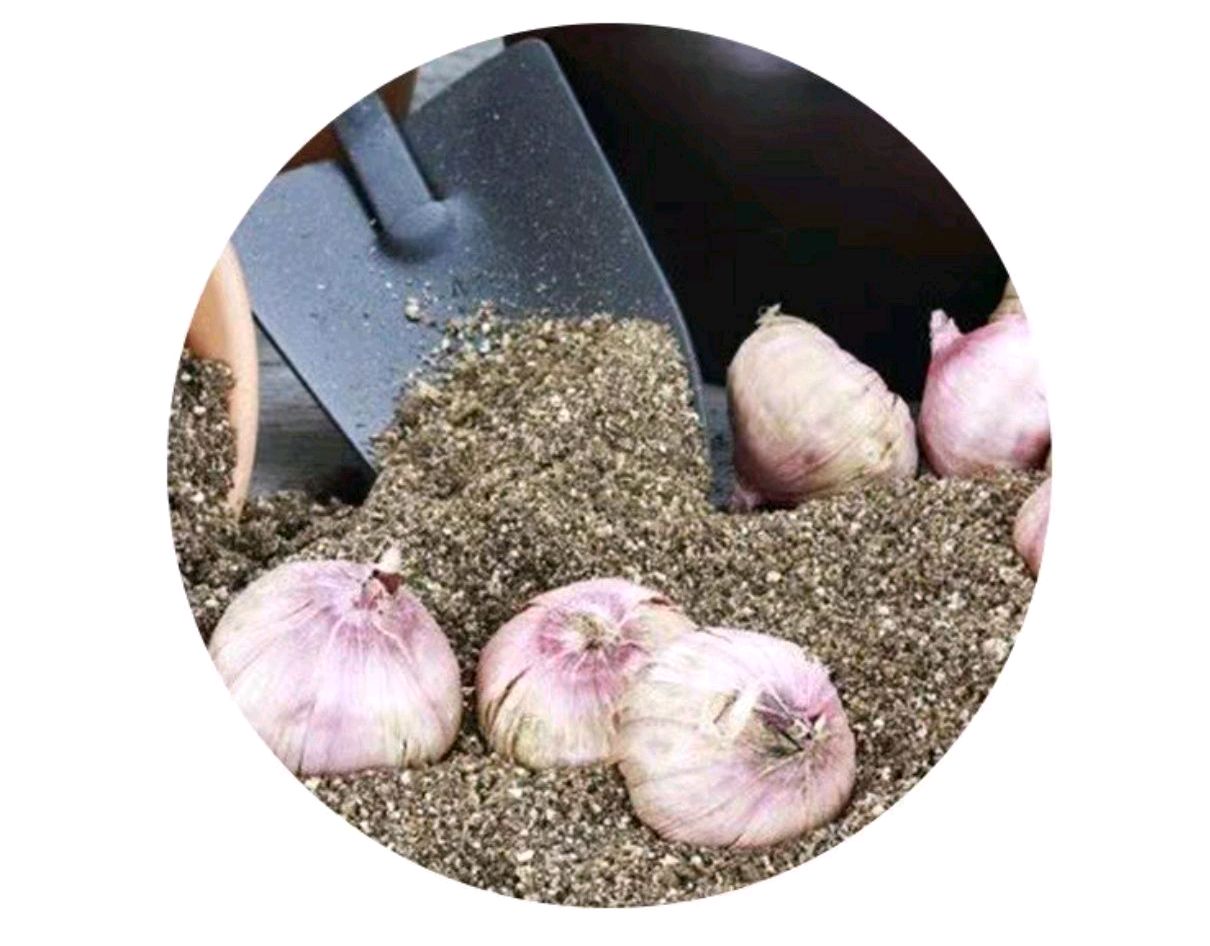 “切花之魁”，不要花大价钱去买了，自己种真的很方便