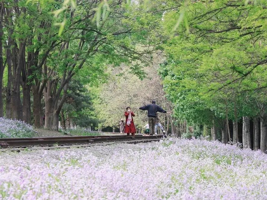 清明北京周边一日游景点推荐,清明节去哪里旅游比较好玩呢北京