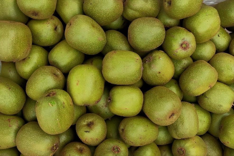 新西兰猕猴桃种植到中国,新西兰猕猴桃国内种植