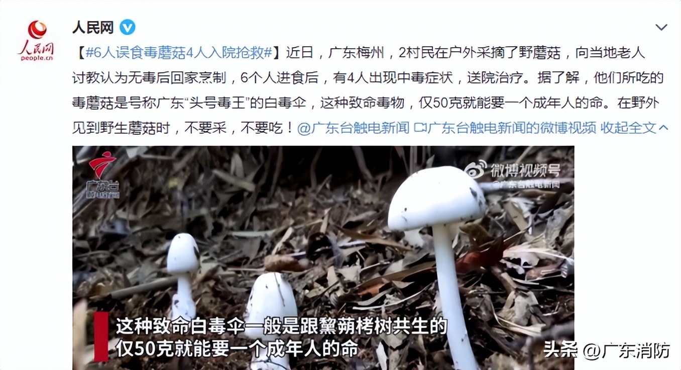 在深山老林捡菌子,夫妻深山捡菌子