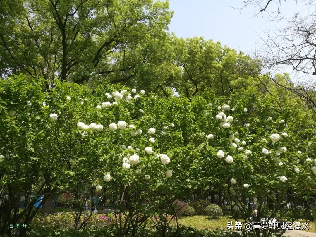 我在上海压马路④中山公园-苏州河华政-愚园路