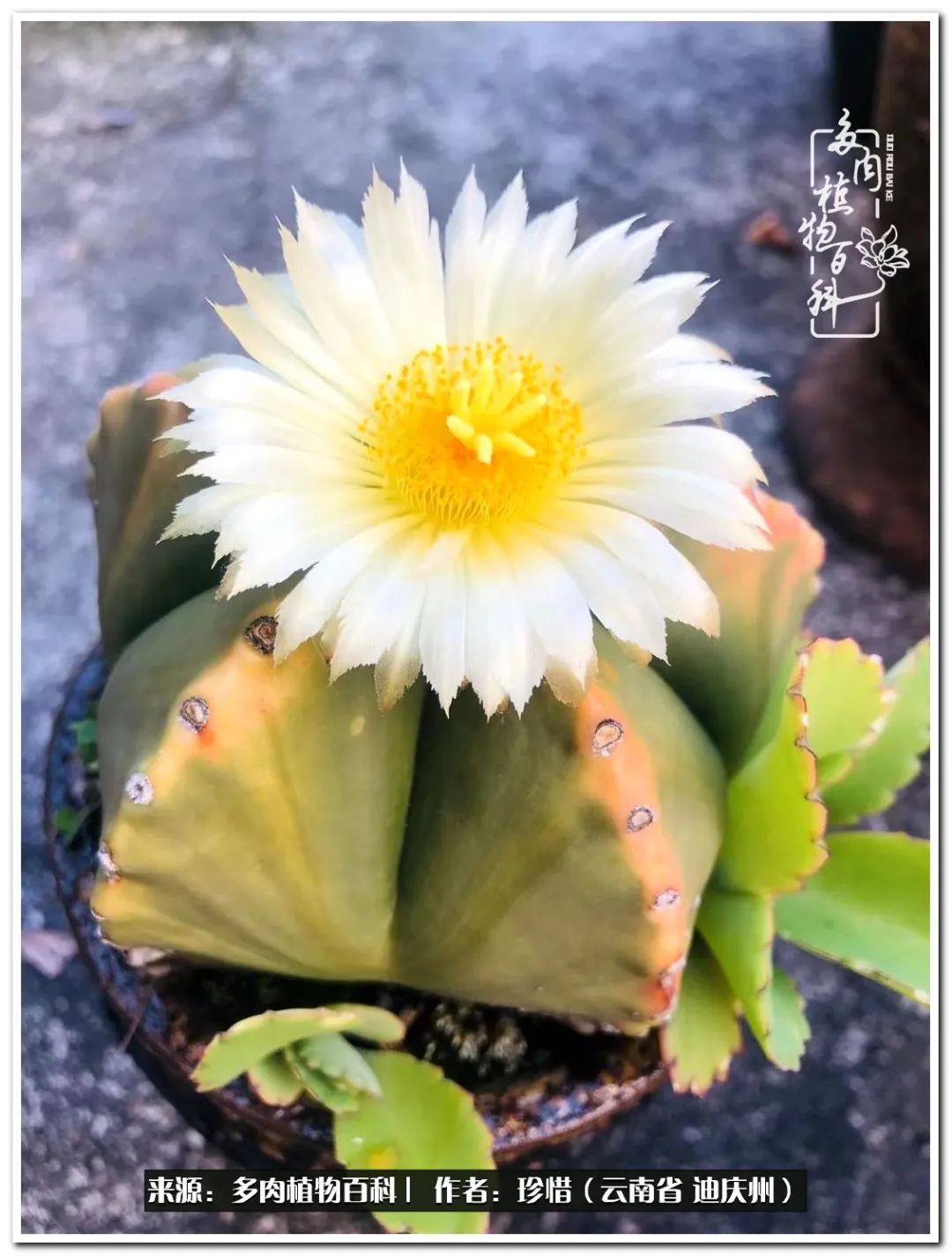 给生命一份淡然还岁月一份从容,给生命留一份洒脱的话