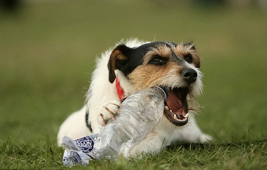 狗狗脓皮症最有效的治疗办法,狗狗异食癖有什么解决办法