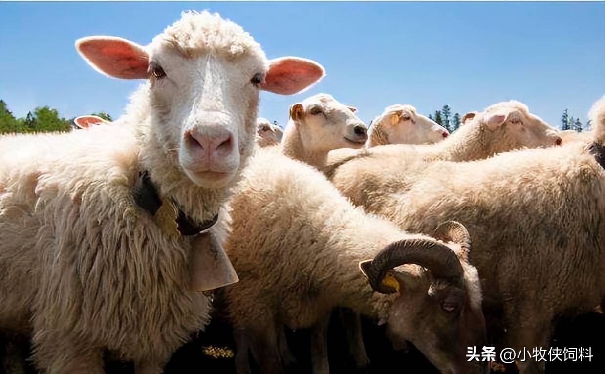 羊春天嘴巴溃烂怎么治疗,羊嘴巴溃烂怎么治疗视频