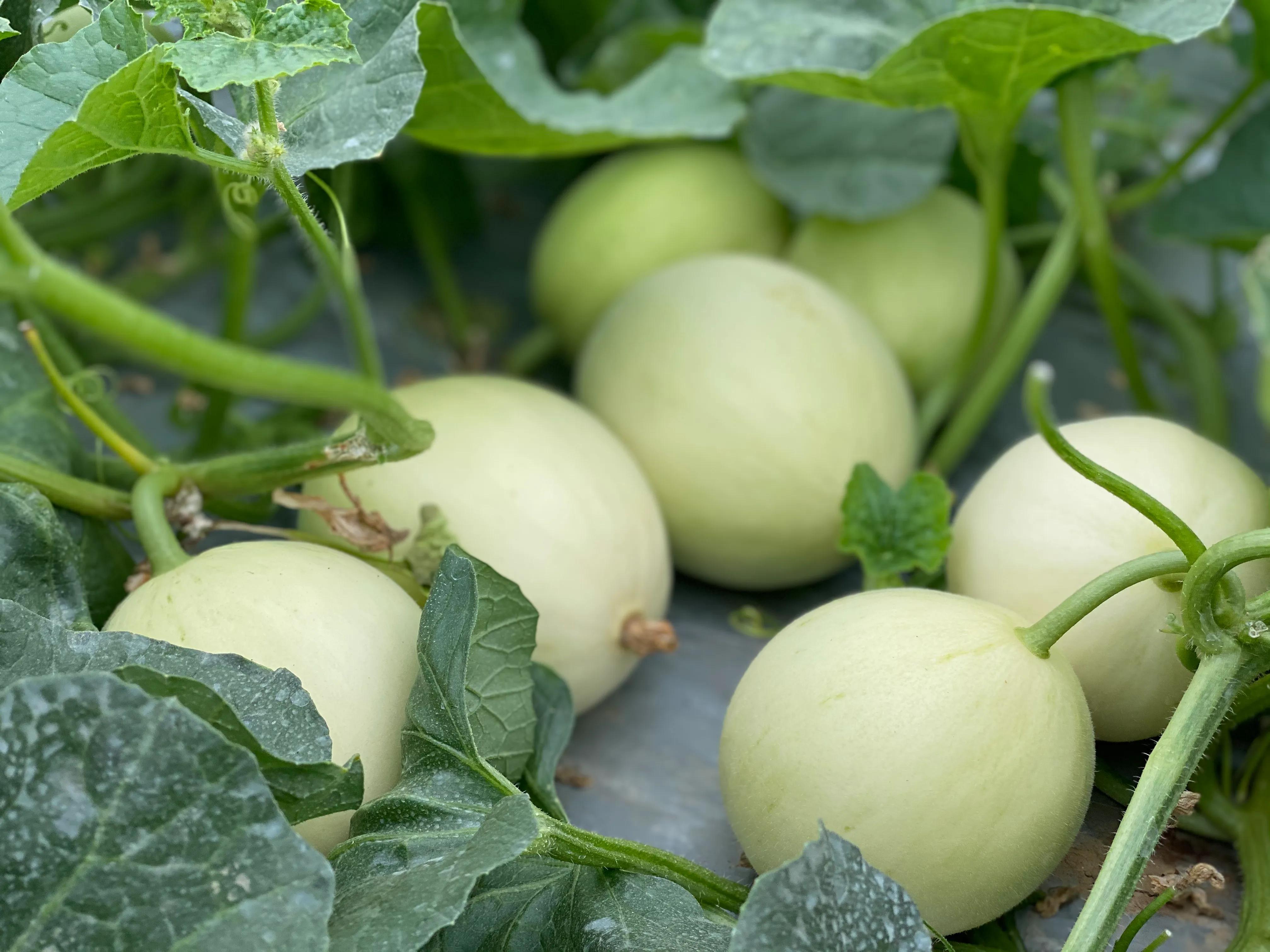 白富美甜瓜种植技术,甜香瓜种植