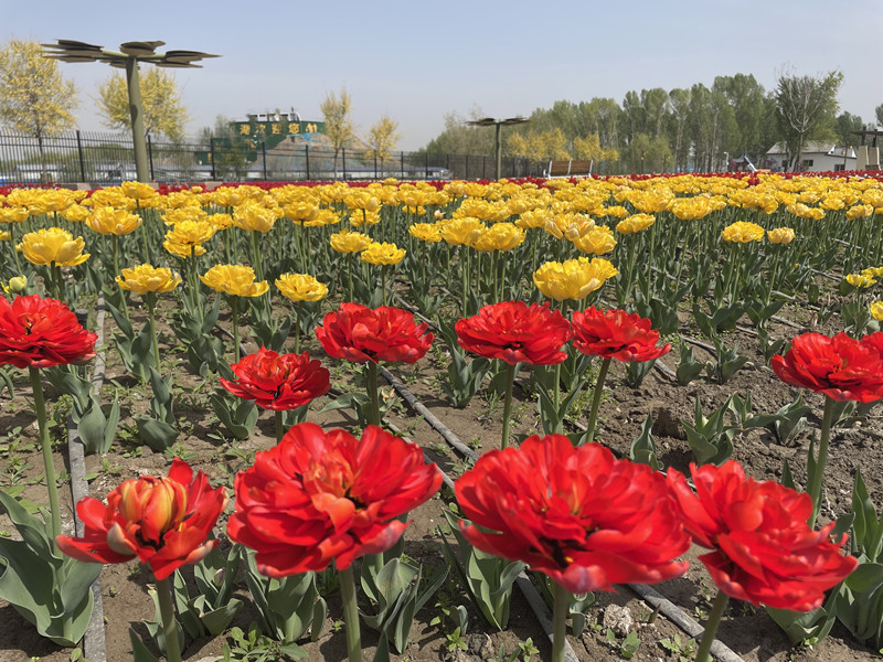 郁金香旅游节攻略,五家渠青格达湖郁金香免费吗