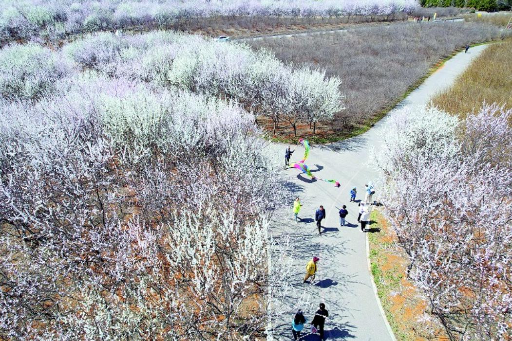 大连甘井子区免费赏花的地方,大连甘井子区赏花的地方