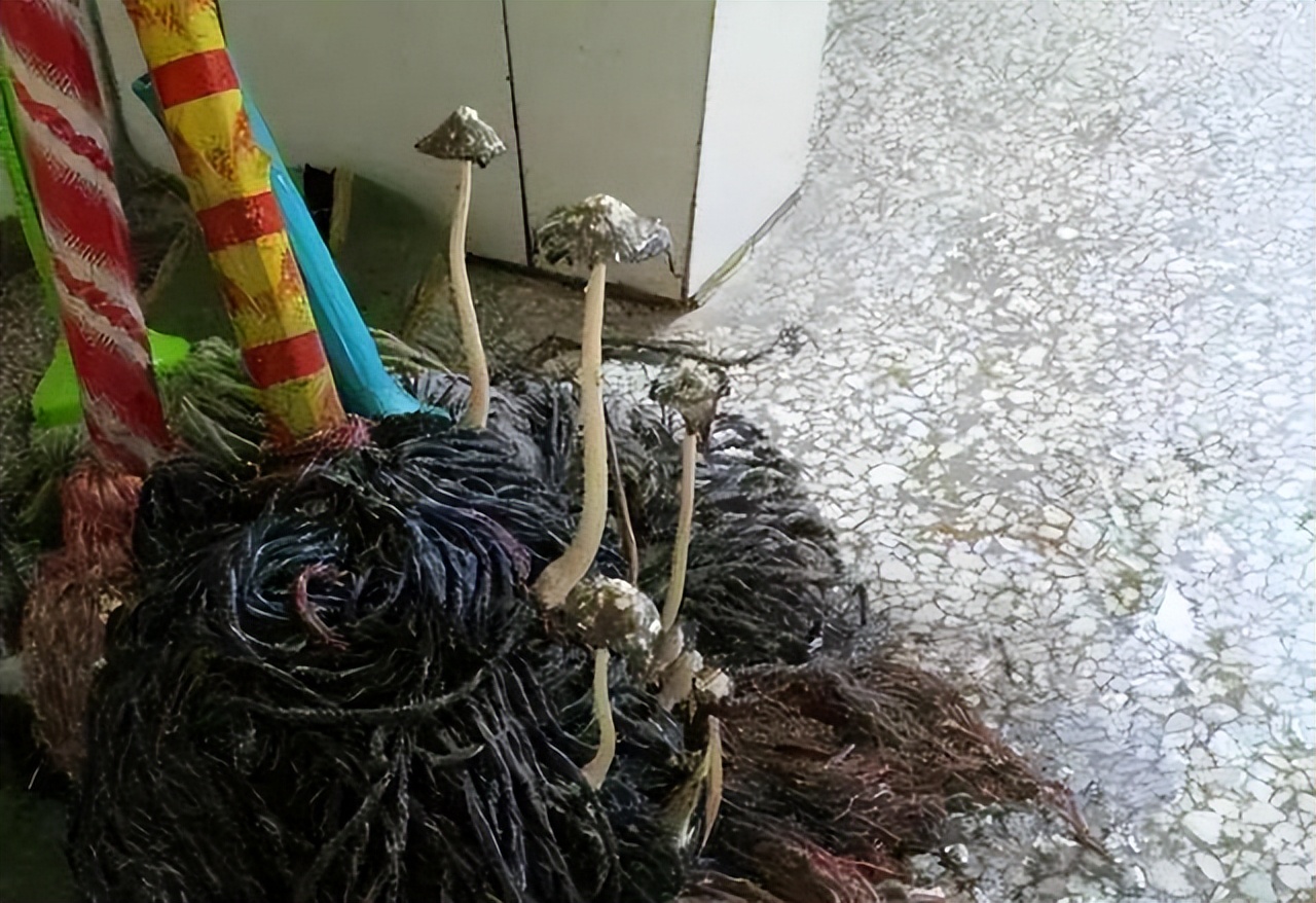 家用拖把哪种最干净,家用拖把哪种比较方便好用