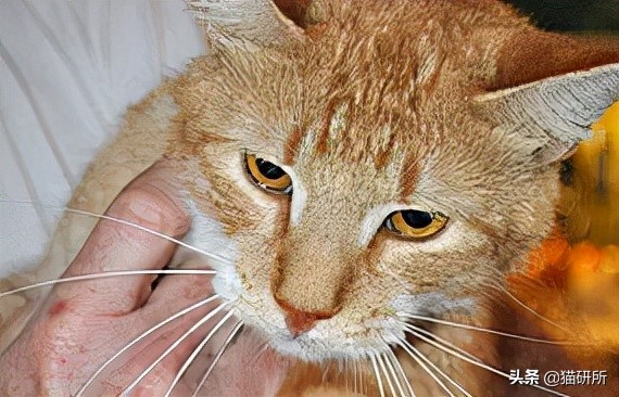 猫咪低血糖严重脱水,猫咪低血糖能导致低体温吗