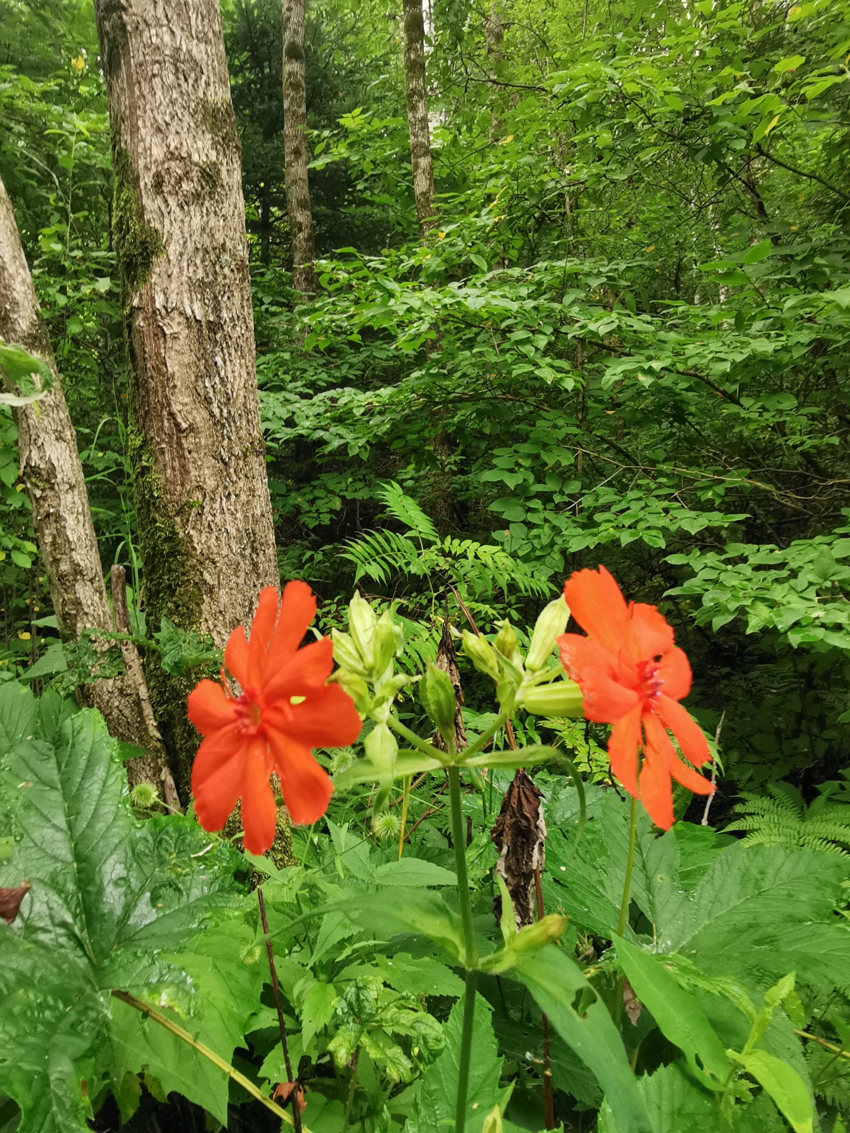 探秘摩艾石像,探秘摩迈尔洞穴