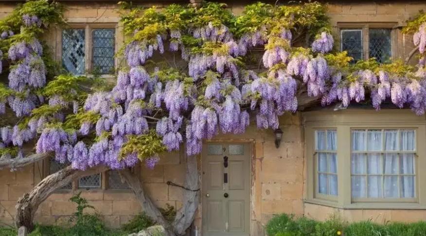 什么花做花墙最好种植,打造花园阳台推荐养什么花