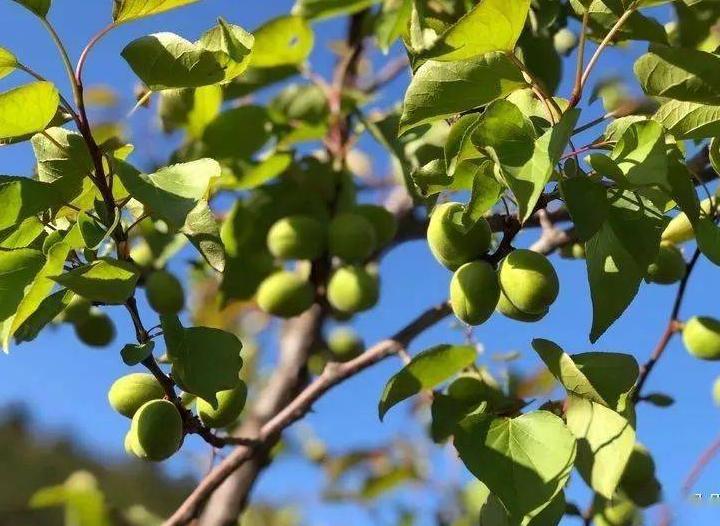 李杏的种子能种吗,杏李栽培要点