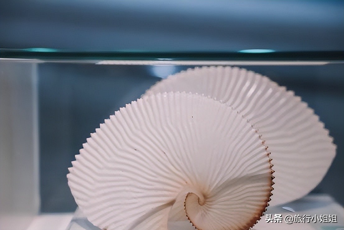 夏日海边微醺氛围感,滨城风光秀丽浪漫气息爆表