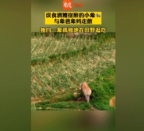 “谁再给猫喝酒，我扇烂ta的嘴巴！”