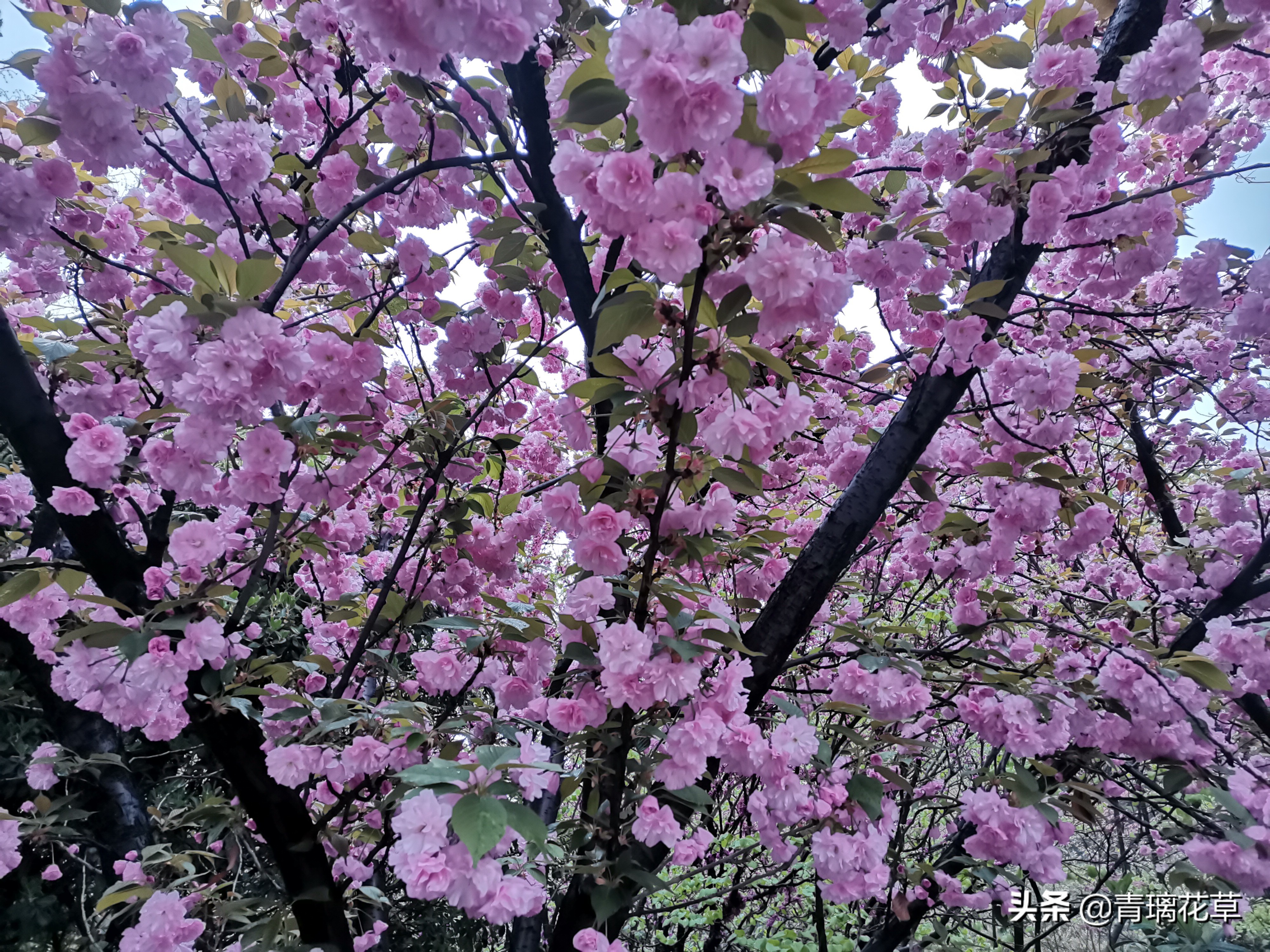 如果有了自己的院子你会种什么,如果有个院子会种什么果树