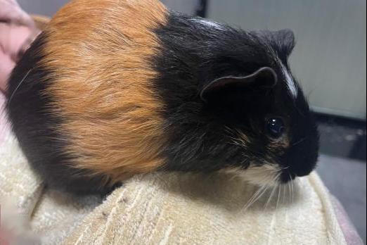 刚出生的荷兰猪怎么去照顾它,怀孕的荷兰猪要单独养吗