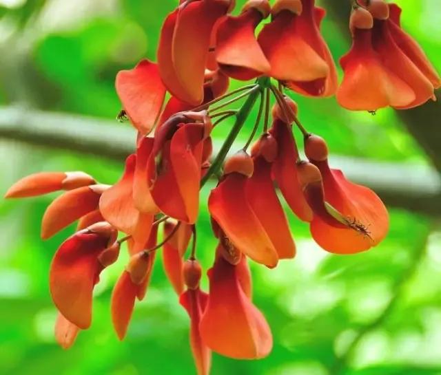 世界各国国花一览表,南美洲各国国花