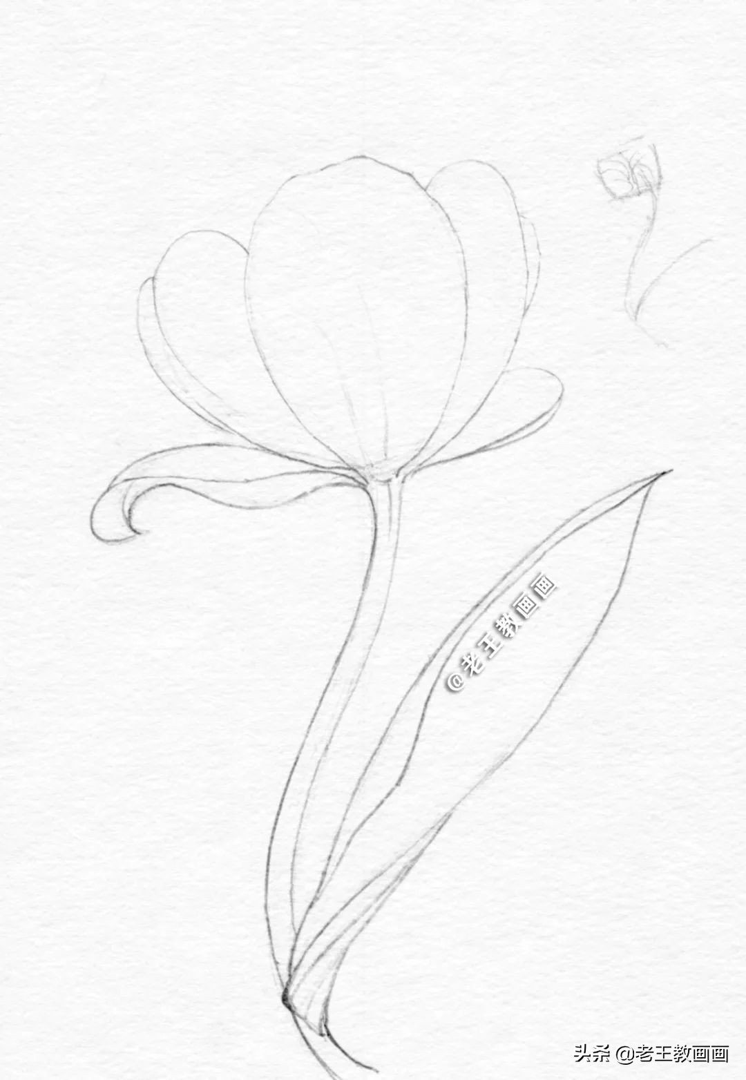 用铅笔画一幅花儿草儿真美丽的画,花儿风景画铅笔画