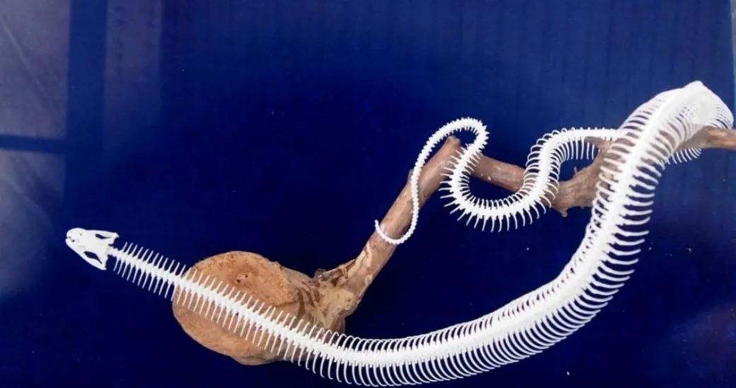 3万条蛇集体交配,雄蛇伪装成雌蛇,交配后还使坏堵住雌蛇泄殖腔