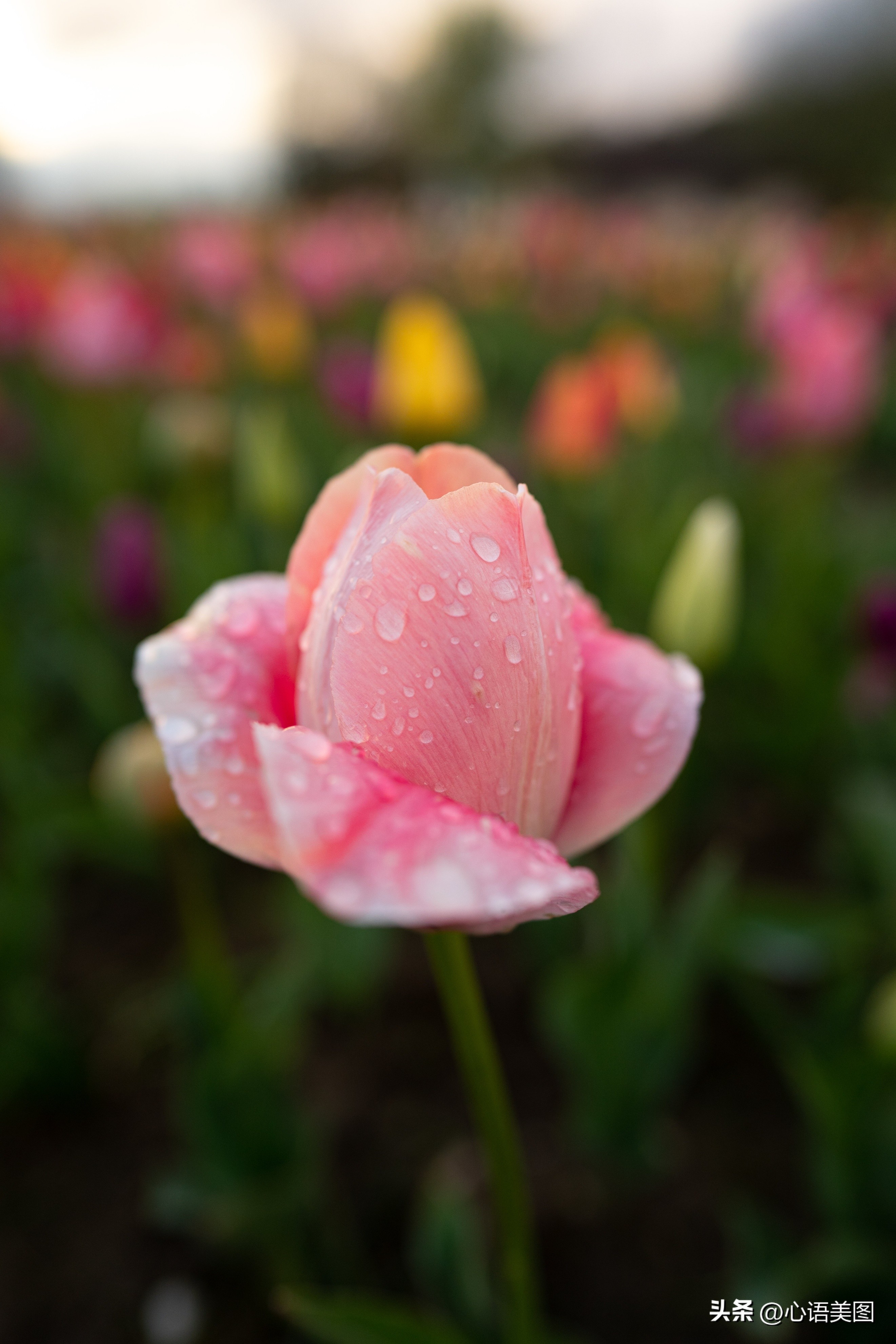 和拼搏改变命运相似的文案,人的磁场能量与命运文案