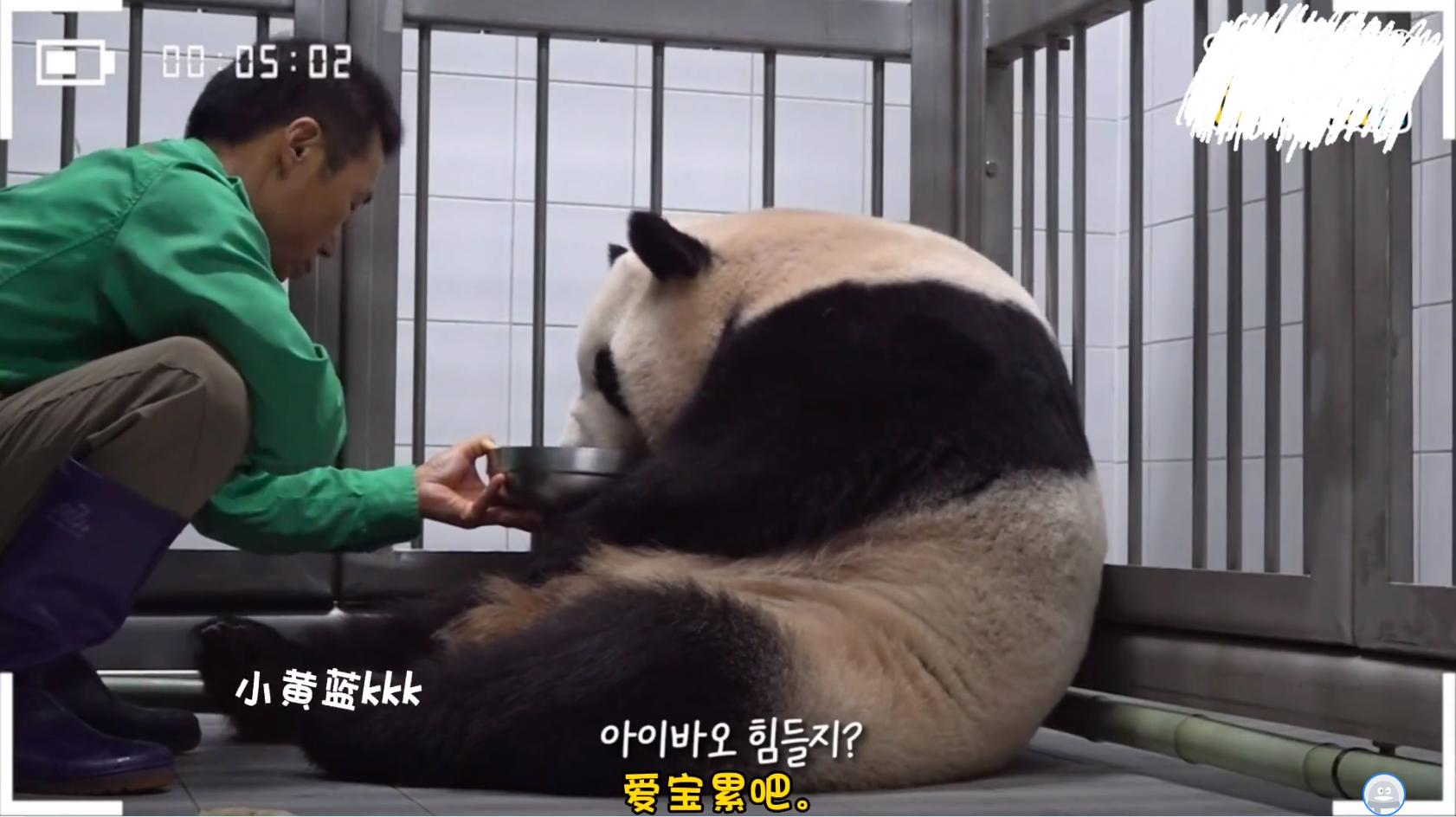 让财阀家的千金爱宝告诉你,熊猫应该是怎么样坐月子的!