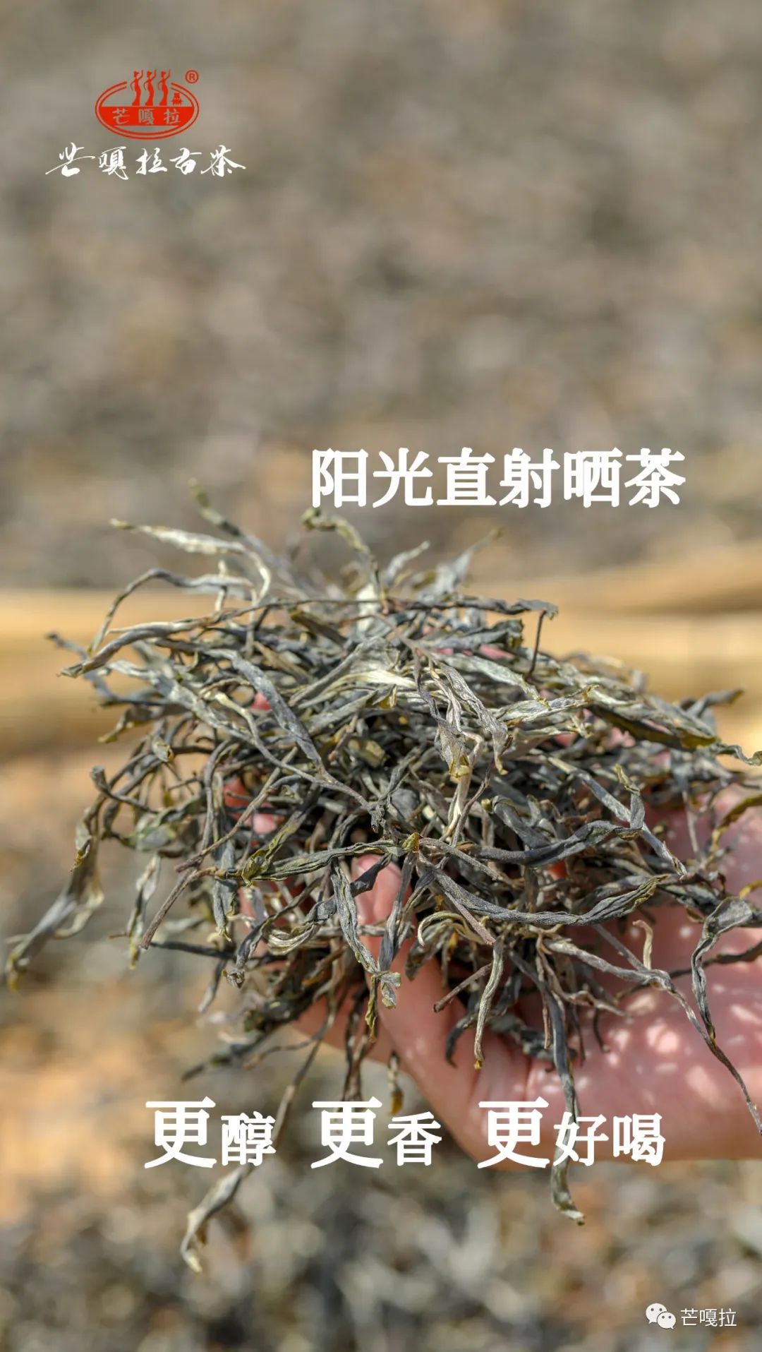 古树春茶什么味道好喝,舌尖上的春茶有哪些