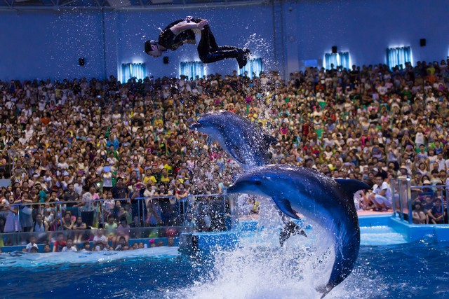 如何把孩子培养成老虎性格,老虎型孩子适合什么兴趣