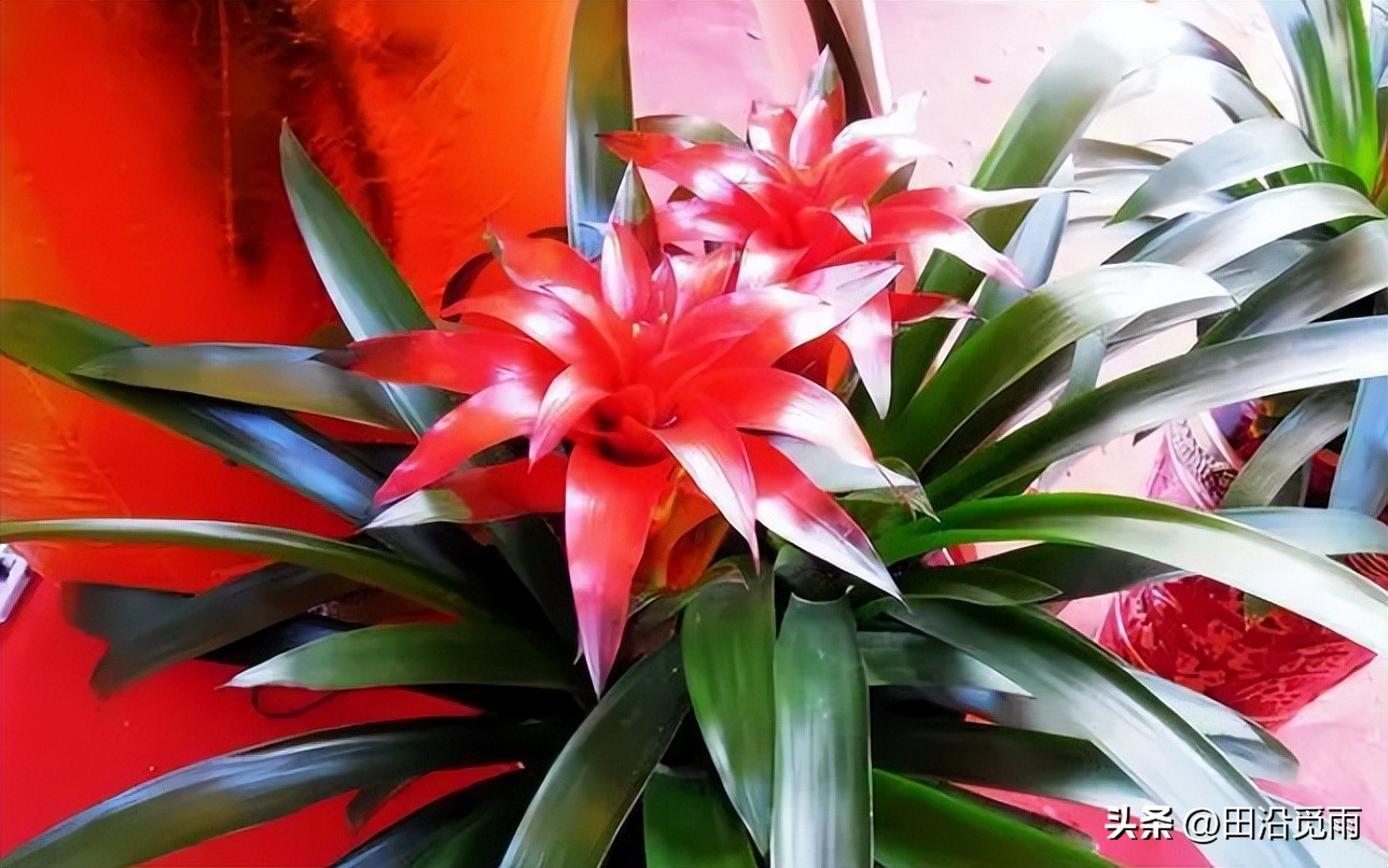 鸿运当头黄了怎么办,鸿运当头怎么不红了