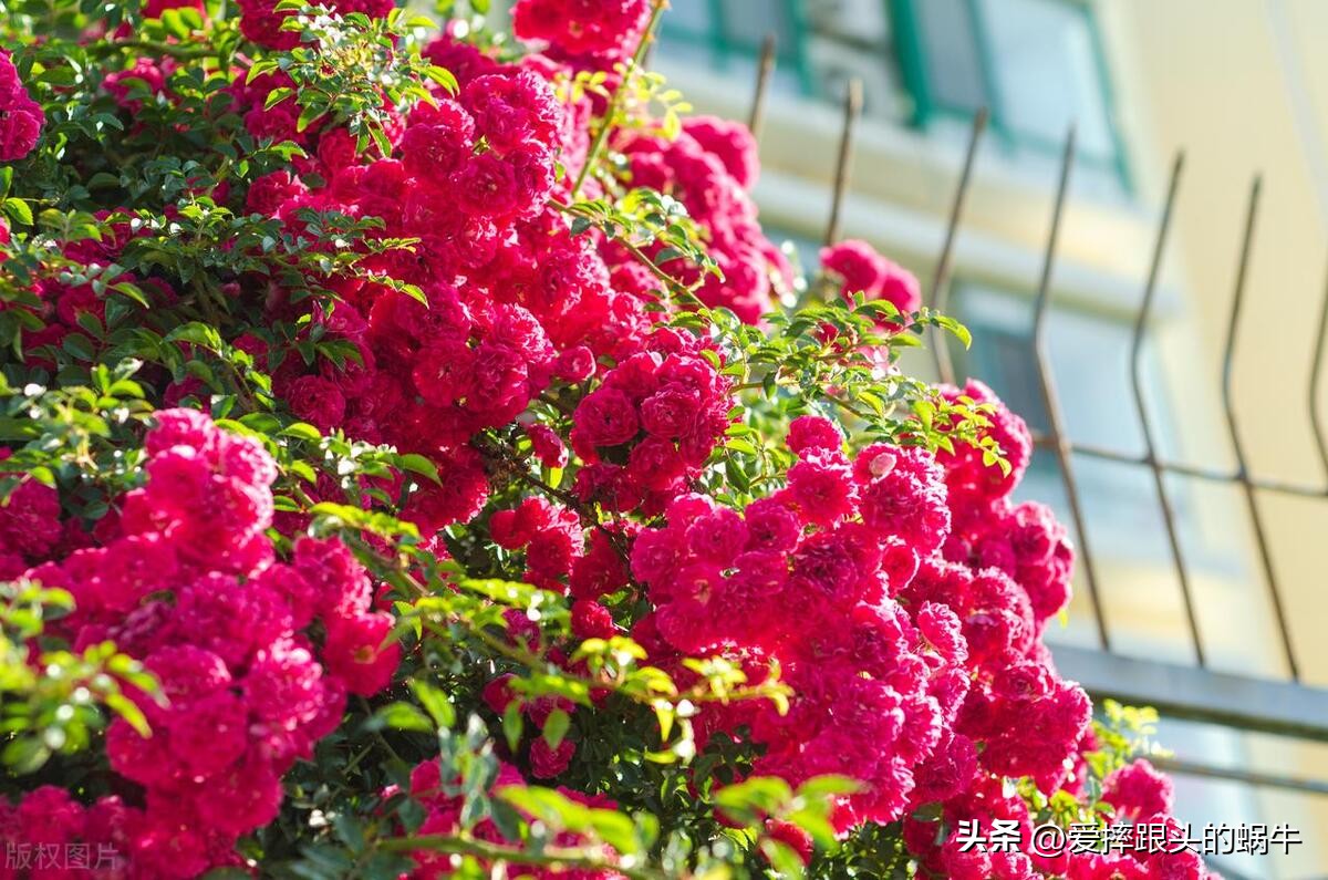 生如夏花灿烂的时候,生如夏花绚烂绽放歌曲视频