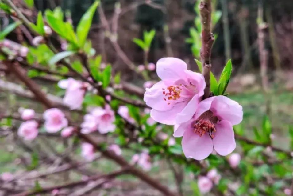 关于桃花的七言绝句古诗,5首久不见经传的桃花诗值得一读