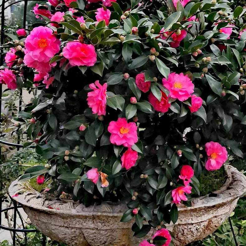 认识各种花卉名称,认识各种花的名字