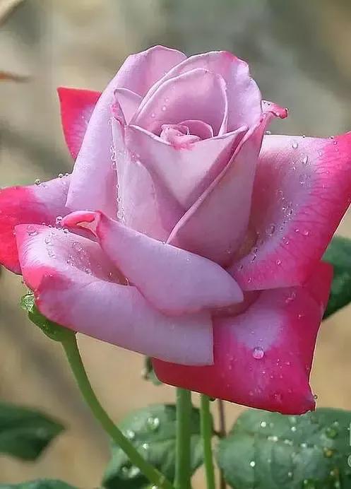 这才是最美的玫瑰花图片,最好看的紫色玫瑰花图片