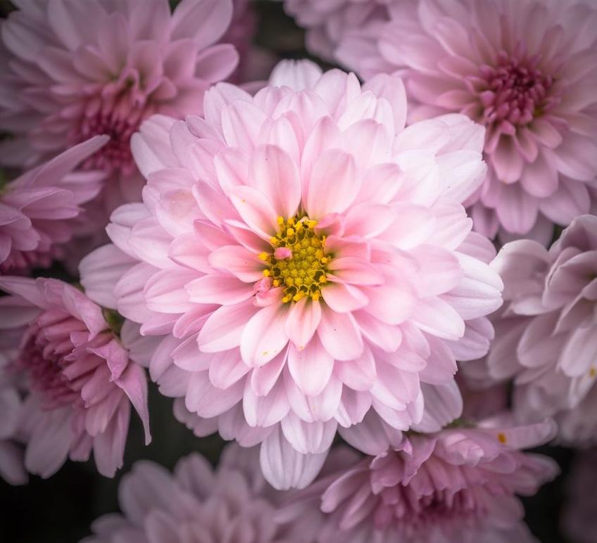 每日一花12.9：菊