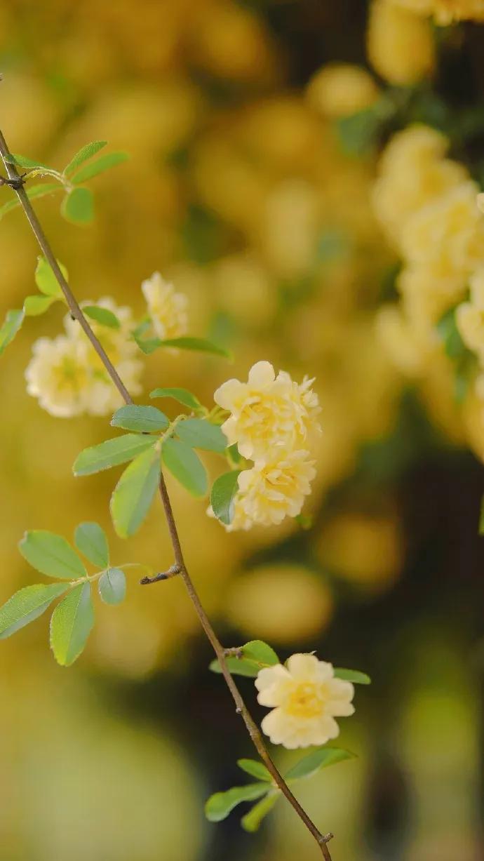黄色系花朵壁纸,白色郁金香花田壁纸