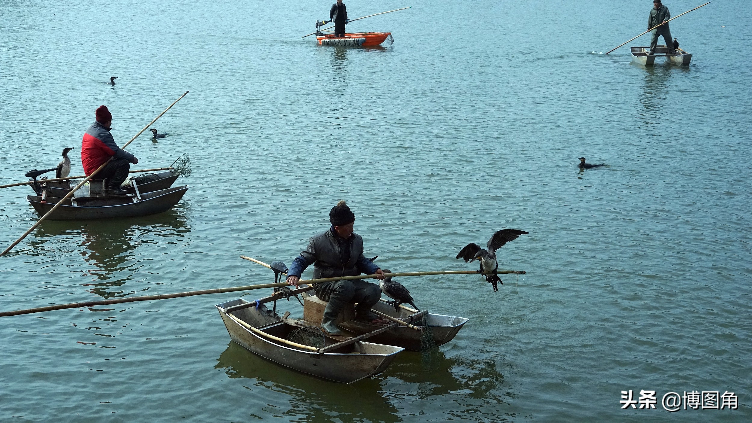 鸬鹚捕鱼渔民生活实拍精彩的瞬间,渔民与鸬鹚捕鱼图片