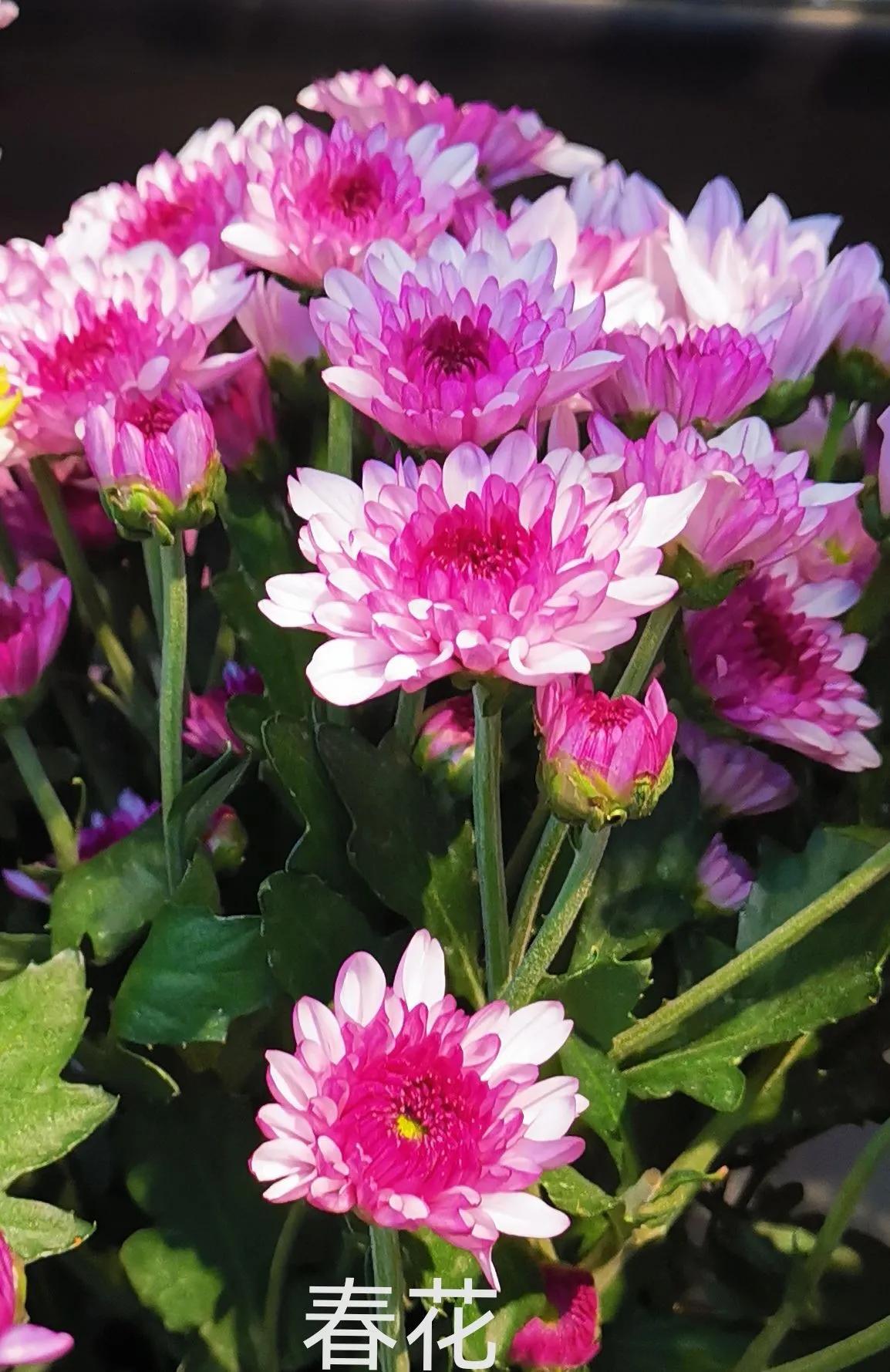 红叶诗五言全文,红叶的诗句古诗大全