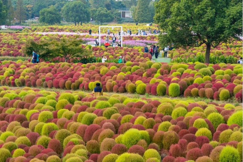 上海新评定五家a级景区,上海五星级旅游景点排名
