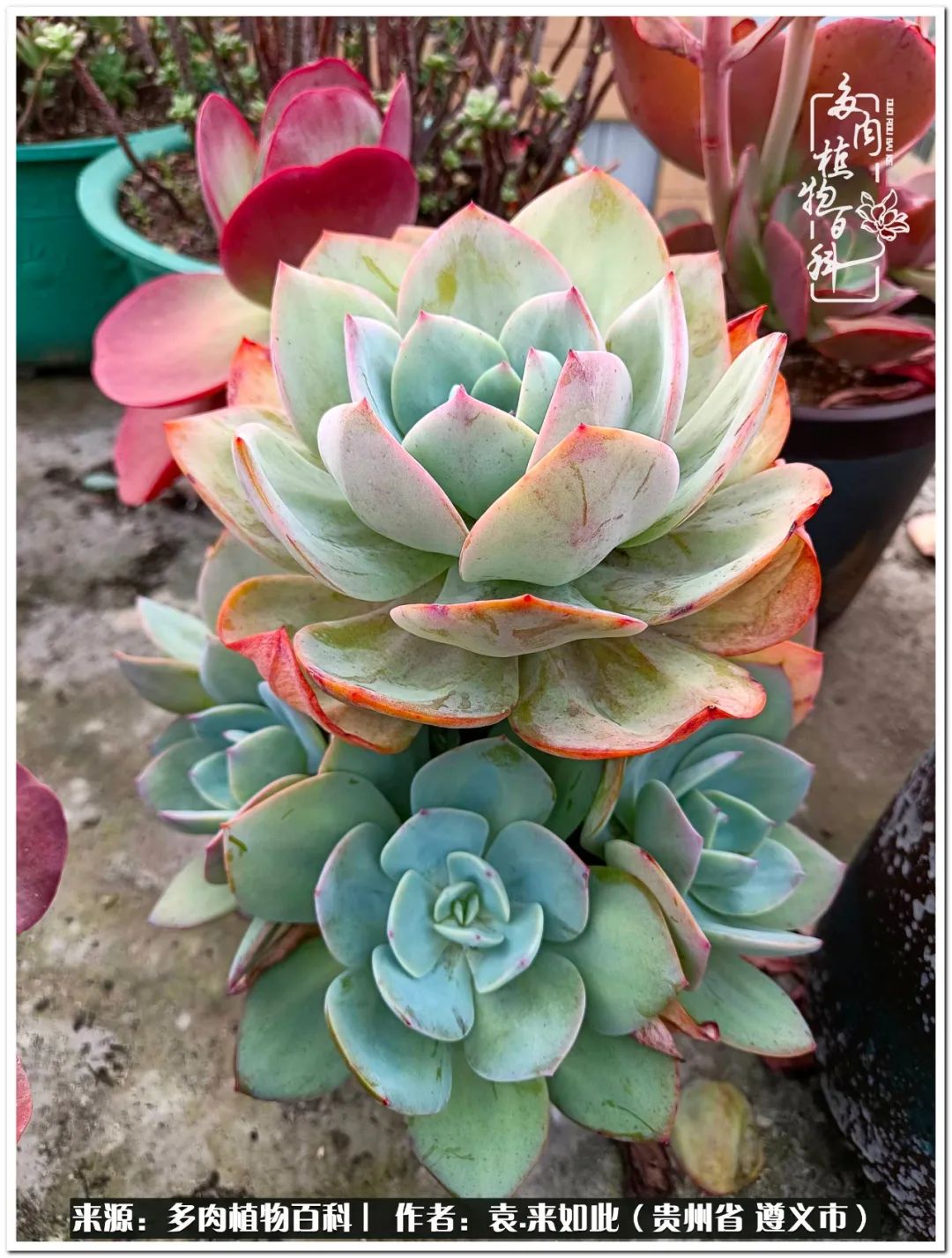 多肉和鲜花并存更养眼,最养眼的多肉品种