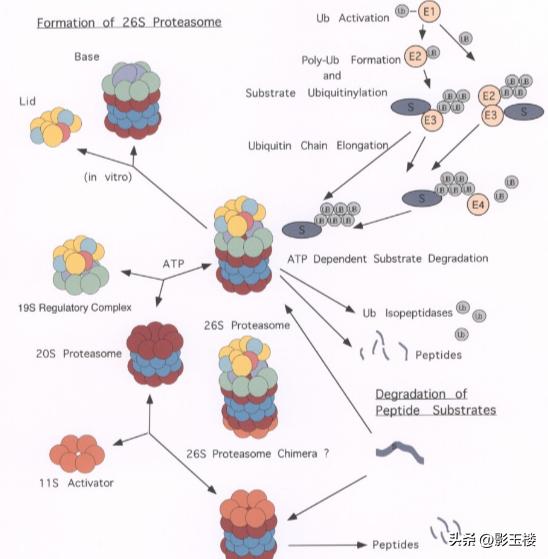 菠萝蜜种子效用,菠萝蜜种子煮熟的功效