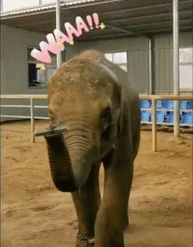 陈乔恩小象,陈乔恩拯救小象