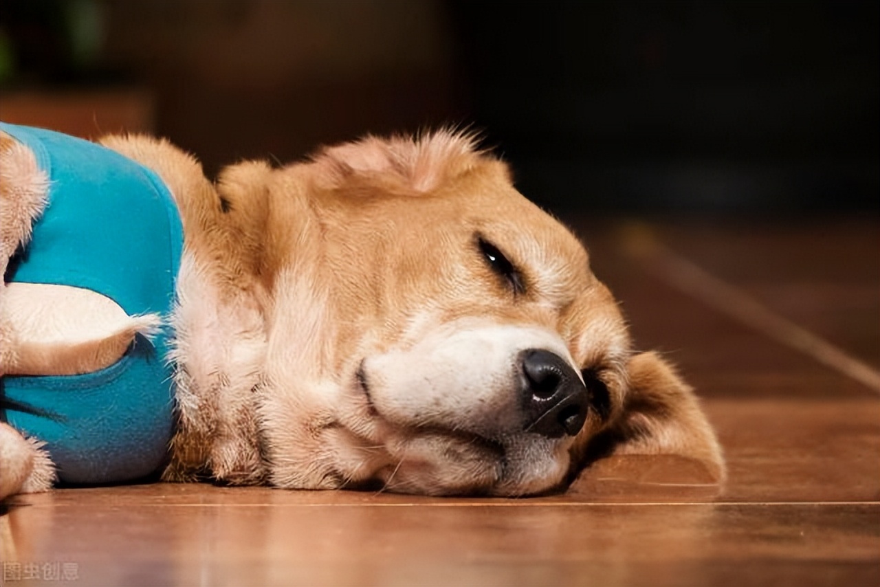 中医如何治疗猫咪尿路结石,猫狗肾结石